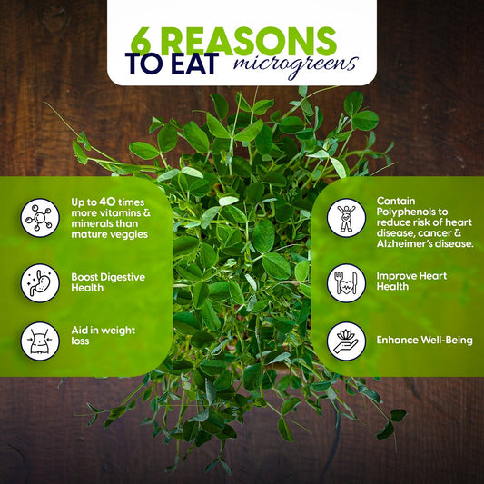 ZestiGreens Microgreen Grow Kit