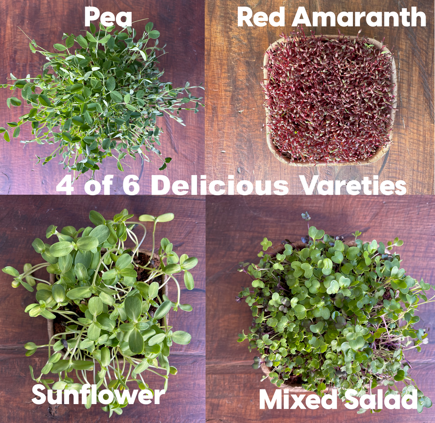 ZestiGreens Microgreen Grow Kit