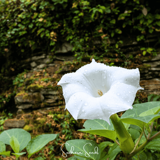 Pixie Patch Seed Collection – 10 Enchanted Varieties