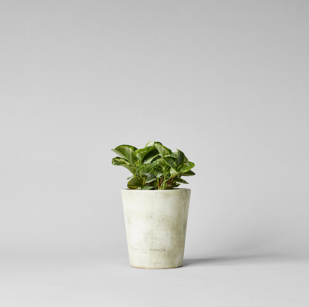 Terra Cotta Basic Planter, White Patina
