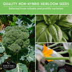 12 Vegetable Seed Collection – Heirloom Non-GMO Garden Vegetables & Herbs for Home Growing