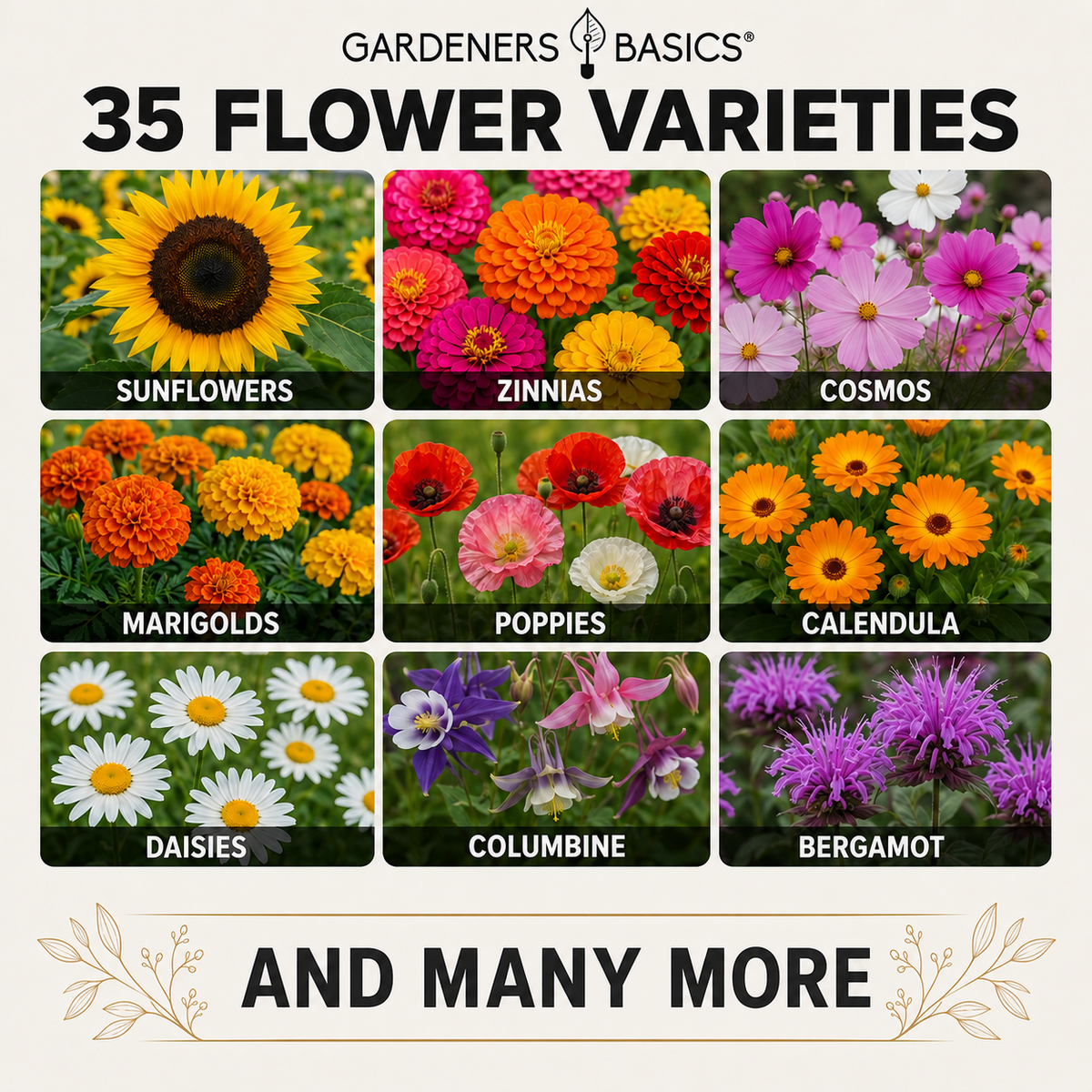 Flower Seeds for Planting | 35 Annual & Perennial Varieties