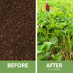 Crimson Clover + Mow Less Grass Seed