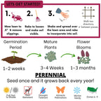 Crimson Clover + Mow Less Grass Seed