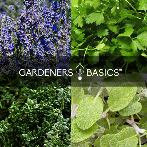 35 Herb Seeds for Planting | Medicinal & Culinary Variety Pack