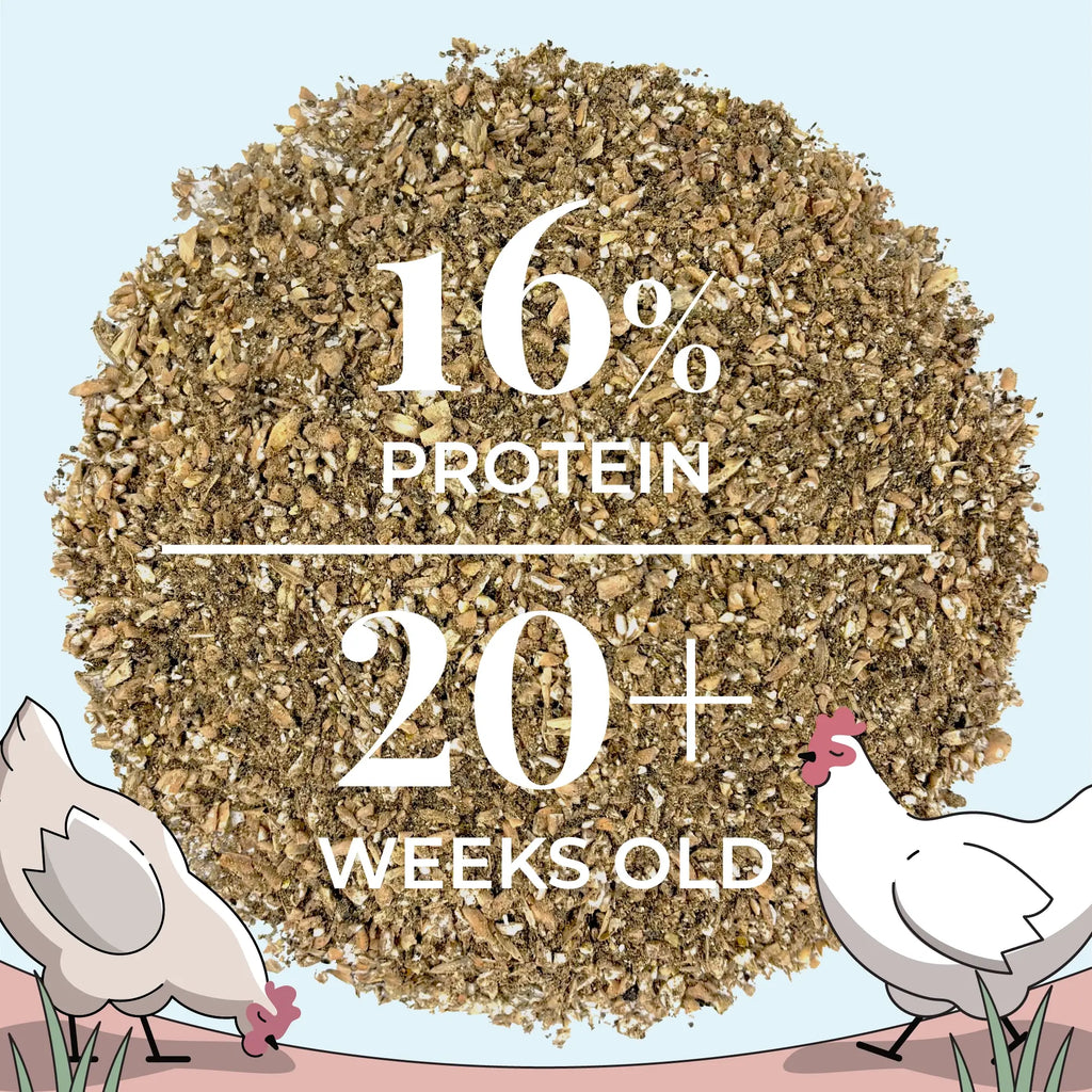 Layer Organic Chicken Feed