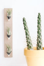 Triple Ceramic Wall Planter