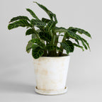 Terra Cotta Basic Planter, White Patina
