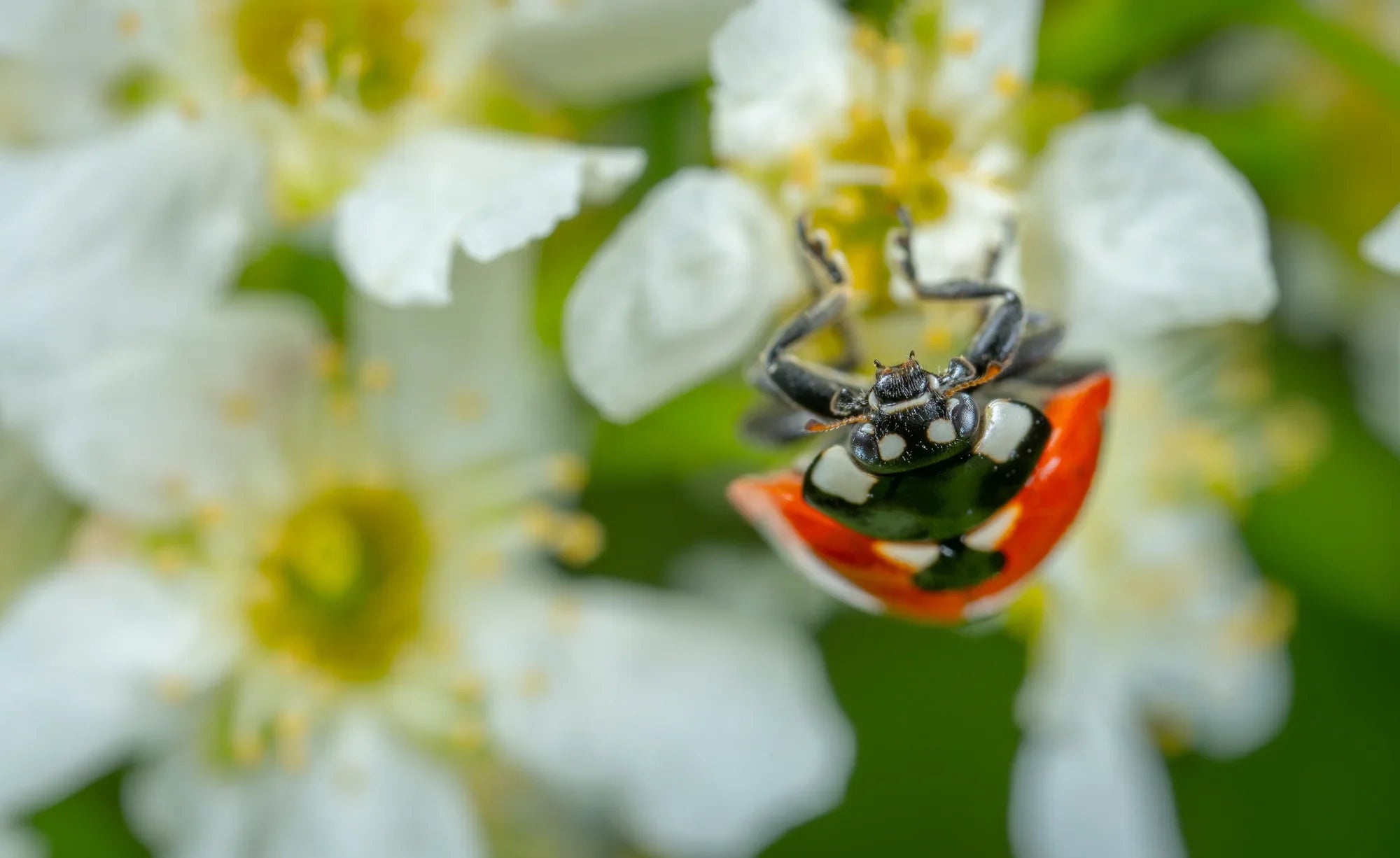 GoodBug™ Wildflower Mix A Natural Way to Fight Garden Pests—Without Chemicals