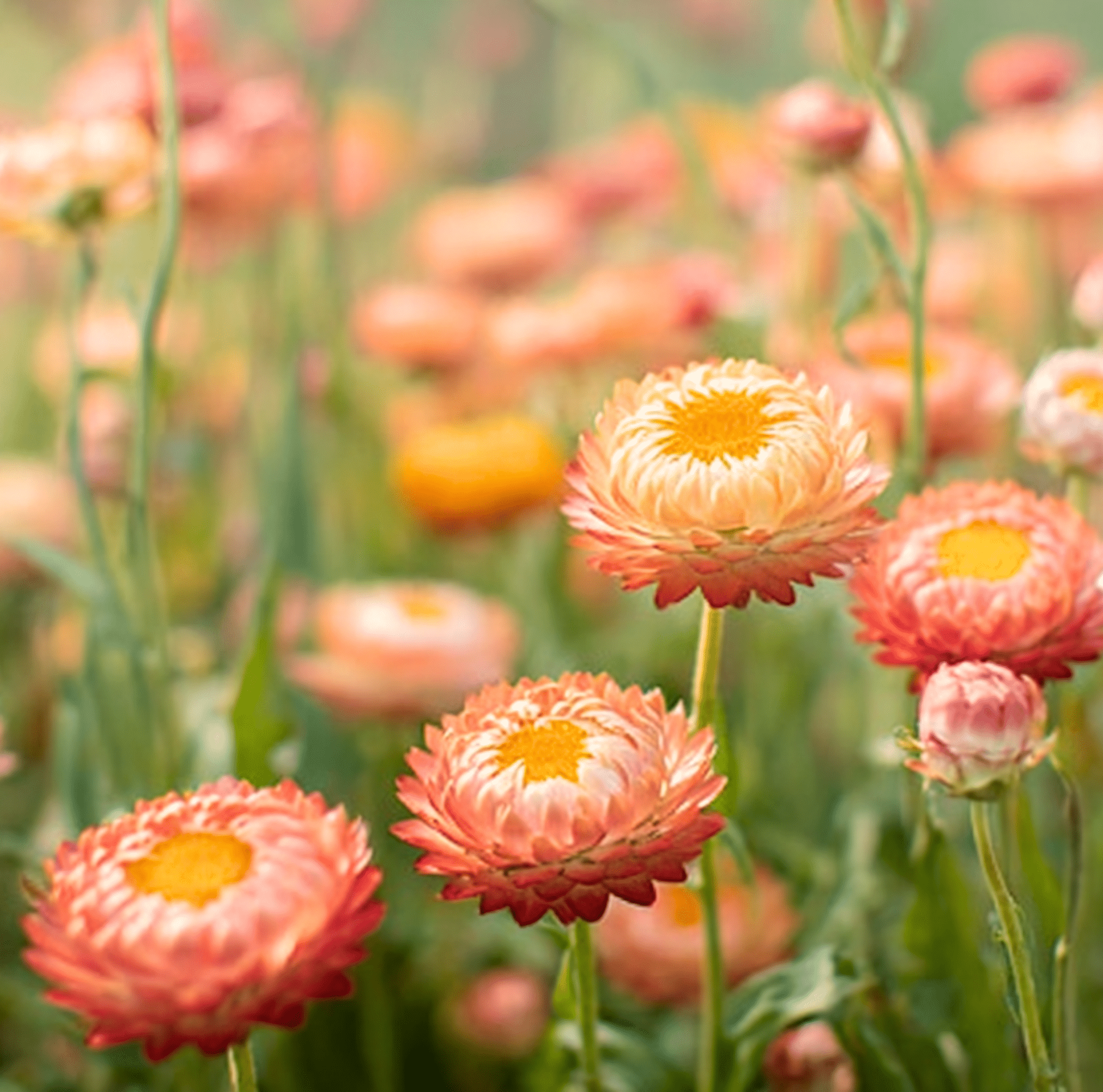 Apricot Peach Strawflower – 25 Seeds