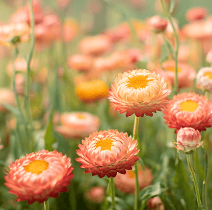 Apricot Peach Strawflower – 25 Seeds
